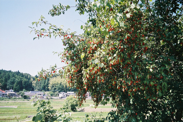 旅するクーネルFH000023