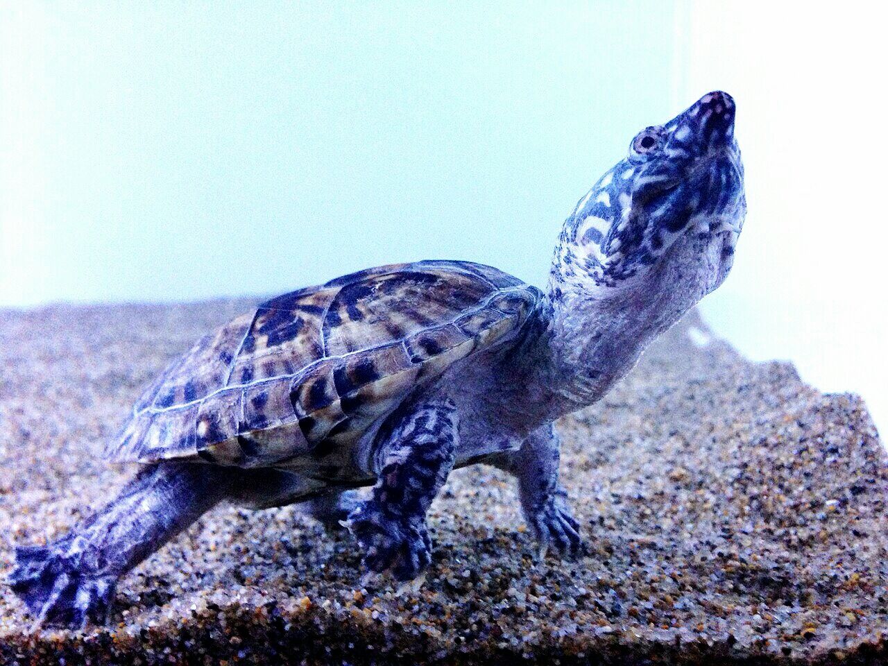 ジャイアントマスクタートル : はずれ道 六本葦 研究所