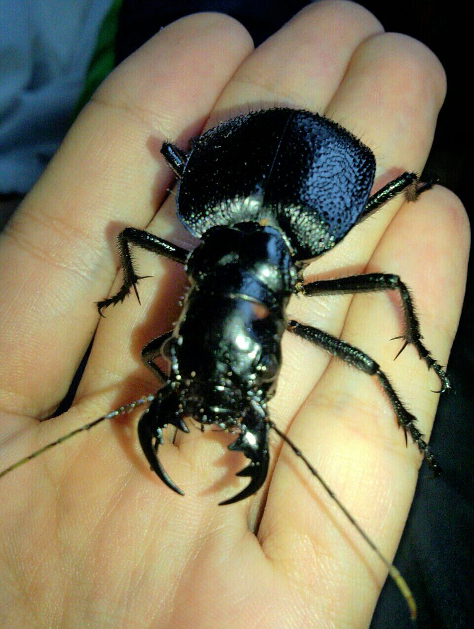 オオエンマハンミョウについて : はずれ道 六本葦 研究所