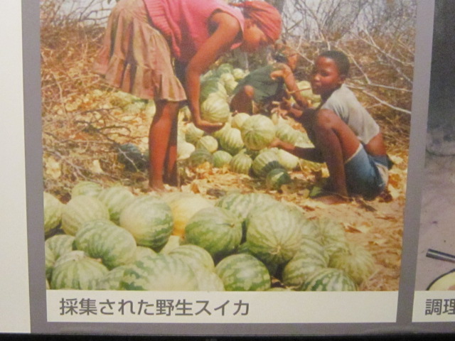 民族学博物館 スイカ 老風 旧中国的薫風 民族学博物館 スイカ 老風 旧中国的薫風