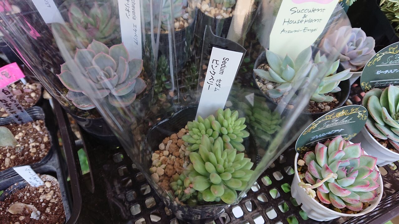 ピンクベリー かふぉかふぇ 写真館 ピンクベリー かふぉかふぇ 写真館