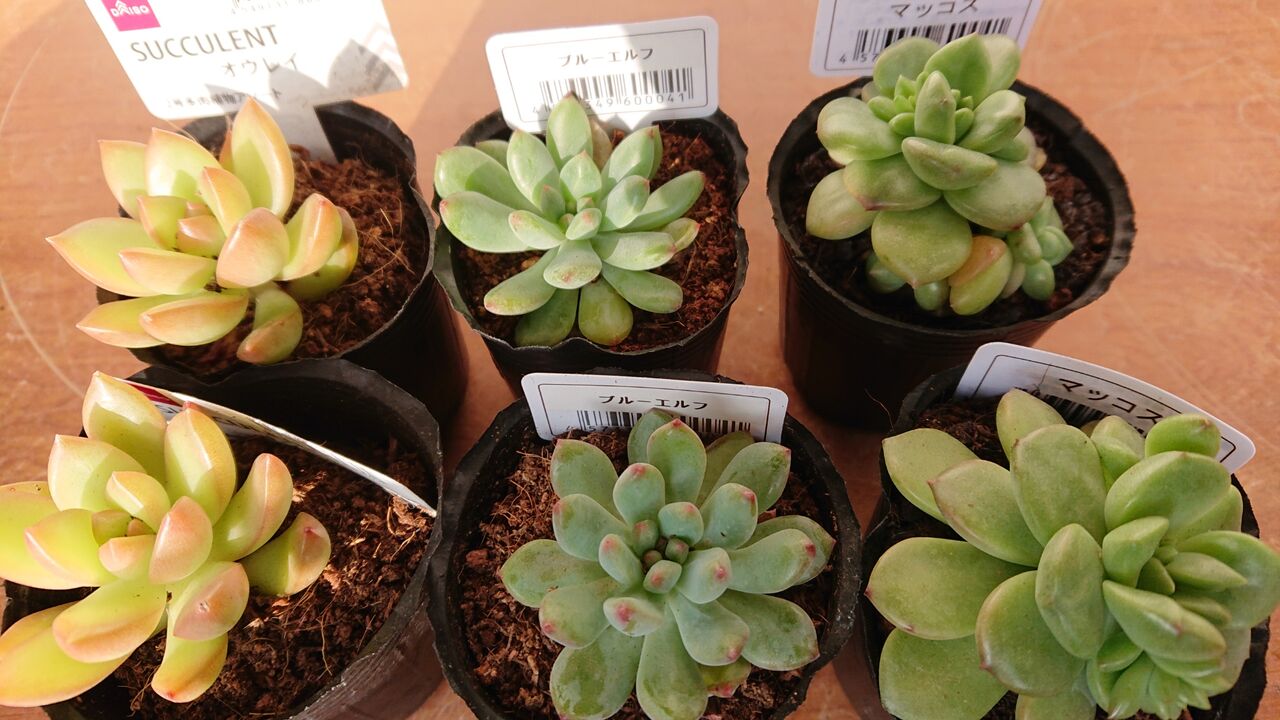 052 黄麗 地植え かふぉかふぇ 写真館 052 黄麗 地植え かふぉかふぇ 写真館