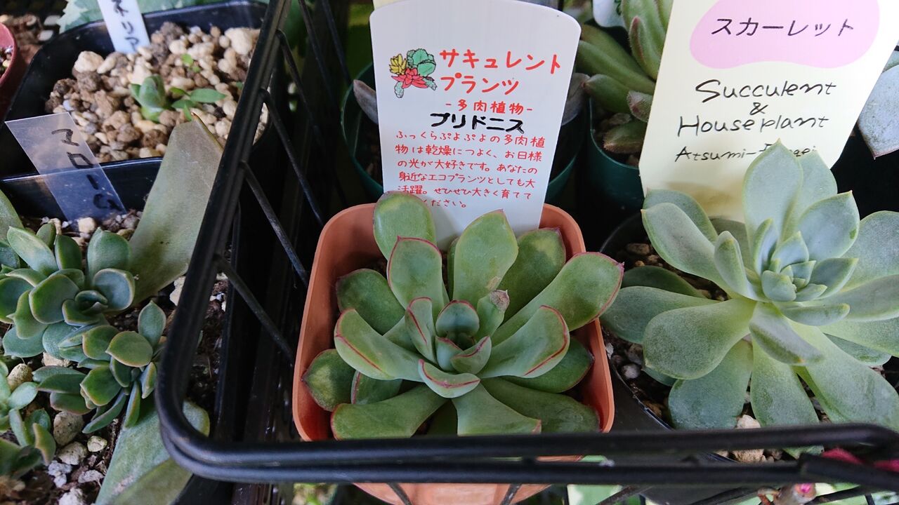 081 花うらら プリドニス 21 10 13追記 かふぉかふぇ 写真館