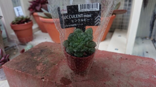 あらかんおばあの日常 多肉植物