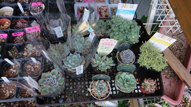 なばなの里 多肉とみどりのマルシェへ あらかんおばあの日常