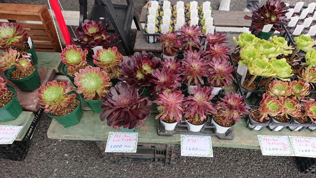 なばなの里 多肉とみどりのマルシェへ あらかんおばあの日常
