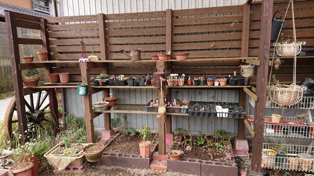 多肉花壇完成 あらかんおばあの日常