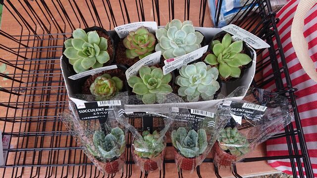 ダイソー多肉を大人狩り あらかんおばあの日常