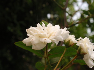 P5070125
