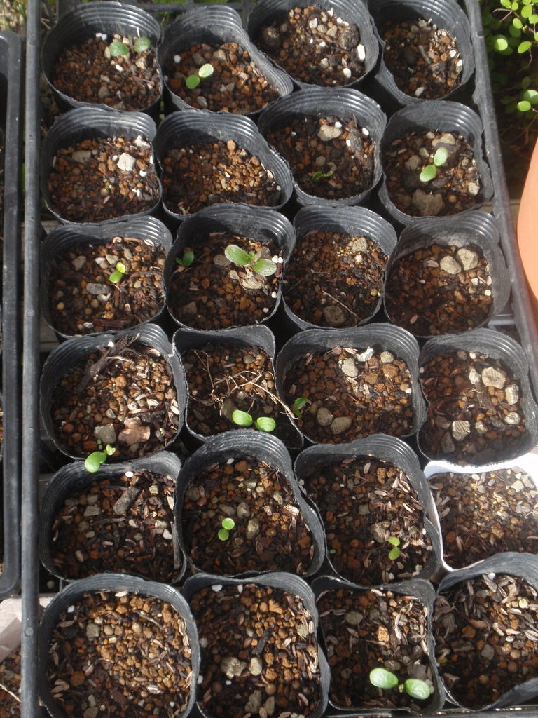 種まき ルピナス かふぉかふぇ