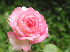 P6120336
