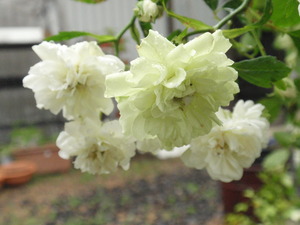 P6120332