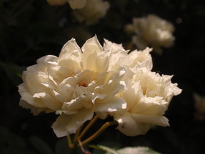 P5160155