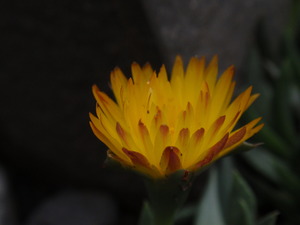 P4300184