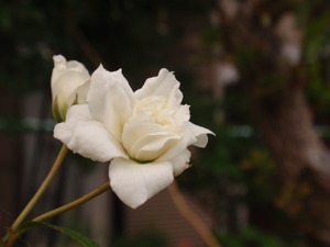 P5070124