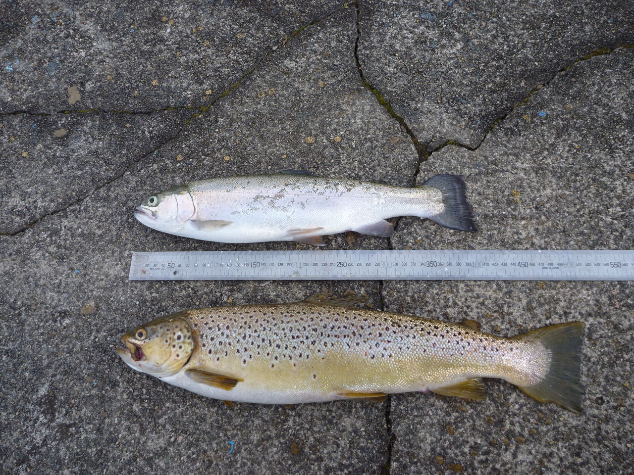 今年最後の芦ノ湖の恵み 芦ノ湖ヘッポコ釣り日記 3 Since 07