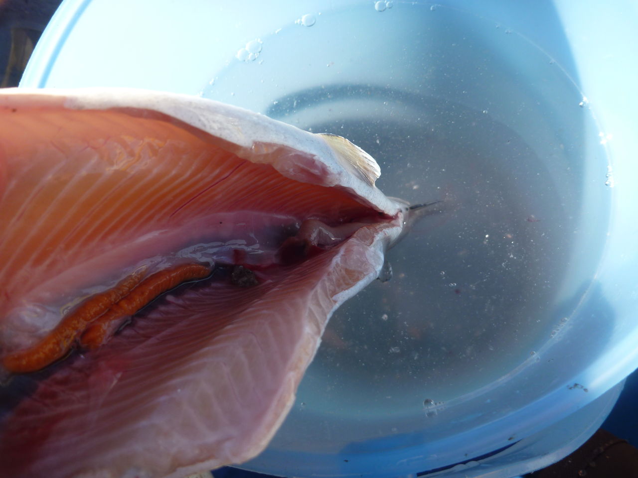 芦ノ湖釣り講座 芦ノ湖で釣ったニジマスの下処理方法 芦ノ湖ヘッポコ釣り日記 3 Since 07