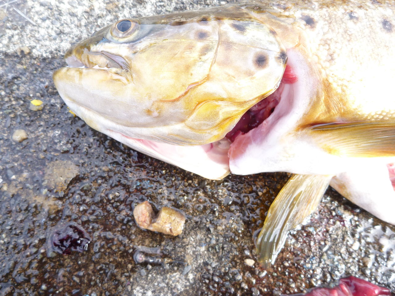 悲しい気持ち 37 芦ノ湖ヘッポコ釣り日記 3 Since 07 悲しい気持ち 37 芦ノ湖ヘッポコ釣り日記 3 Since 07