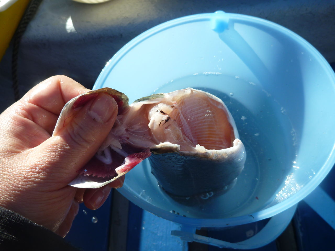 芦ノ湖釣り講座 芦ノ湖で釣ったニジマスの下処理方法 芦ノ湖ヘッポコ釣り日記 3 Since 07