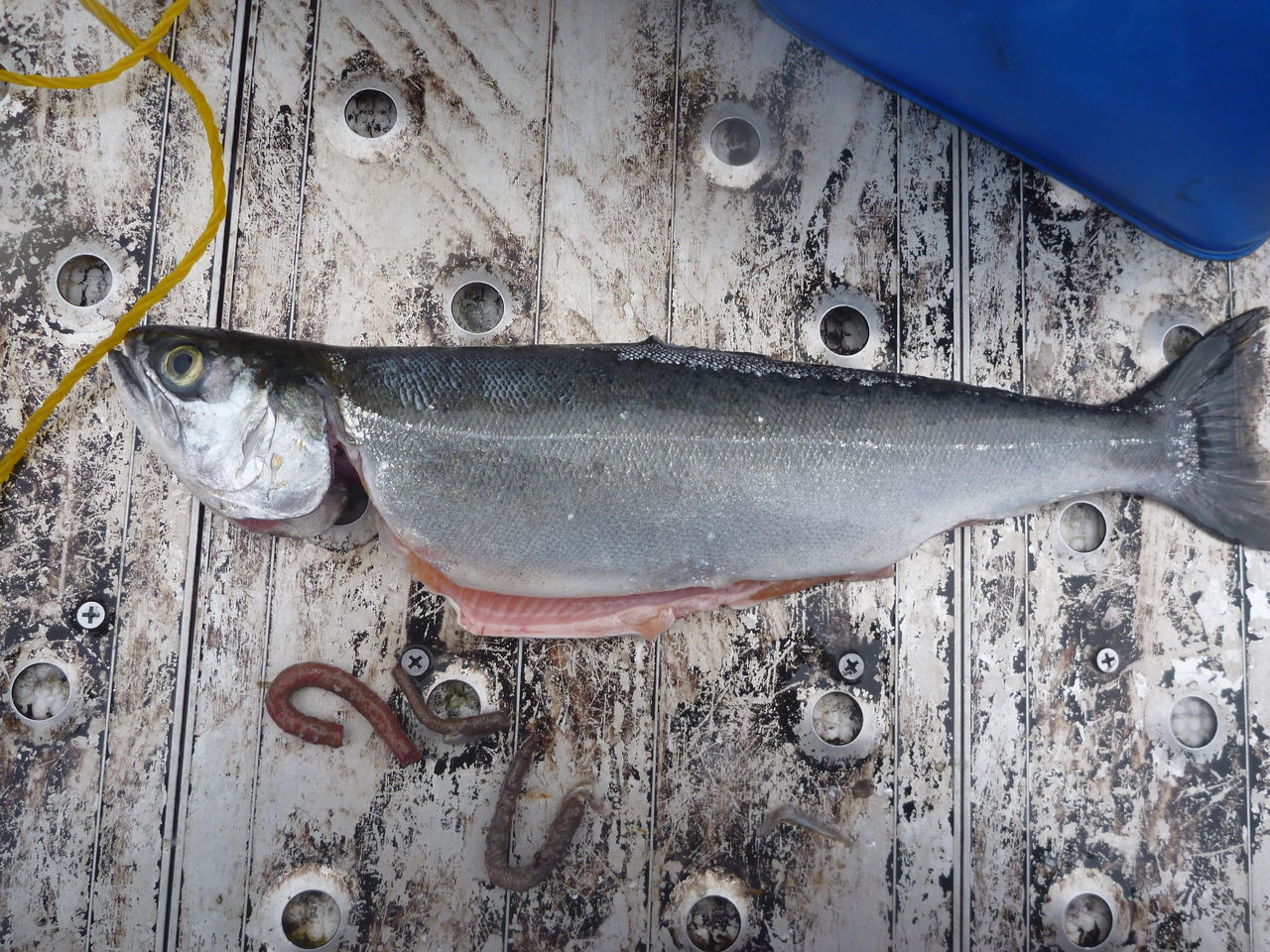 今回の芦ノ湖釣行でのお持ち帰りの魚3匹からワームが 悲しい気持ち 59 芦ノ湖ヘッポコ釣り日記 3 Since 07 今回の芦ノ湖釣行でのお持ち帰りの魚3匹からワームが 悲しい気持ち 59 芦ノ湖ヘッポコ釣り日記 3 Since 07