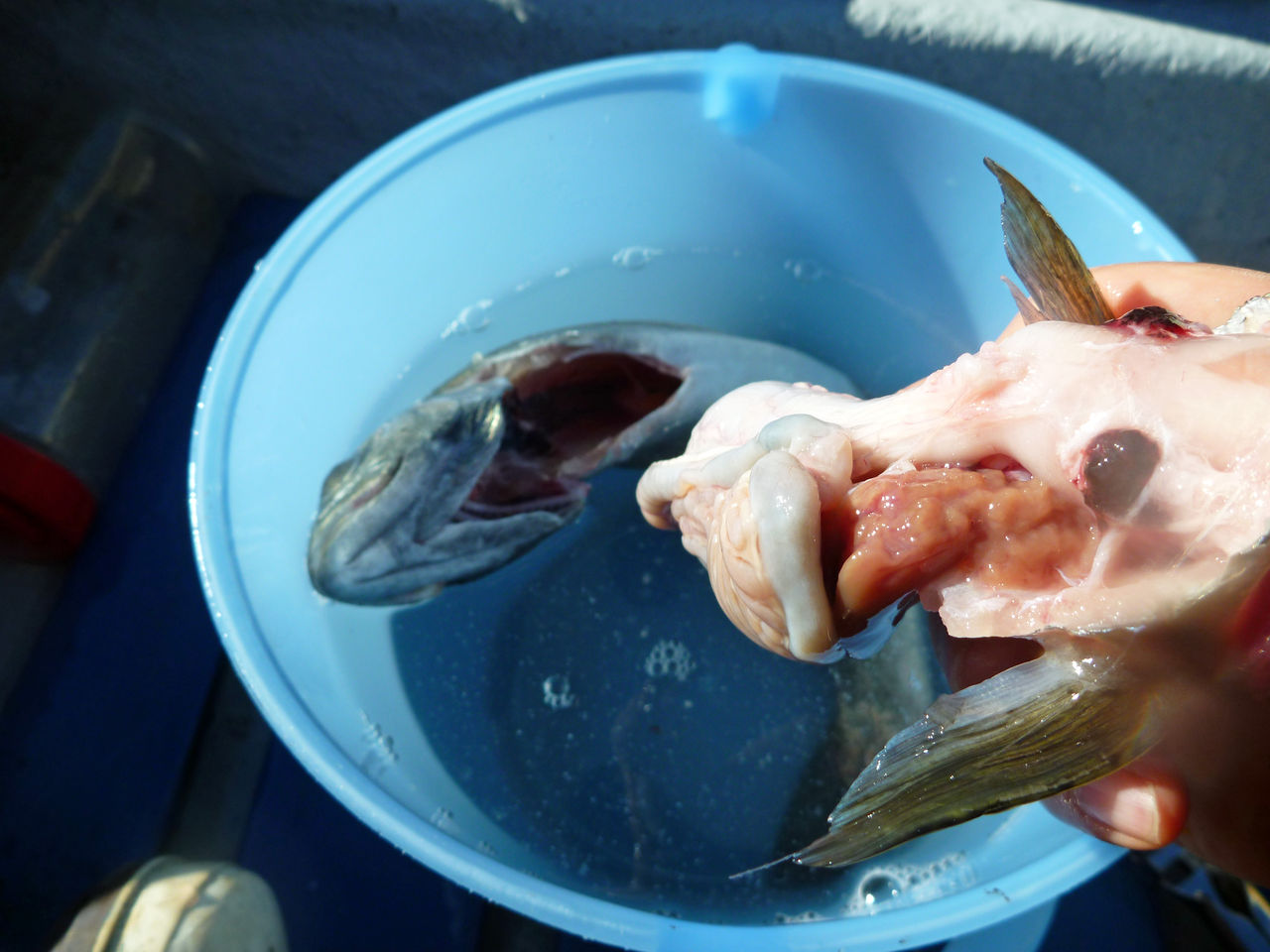 芦ノ湖釣り講座 芦ノ湖で釣ったニジマスの下処理方法 芦ノ湖ヘッポコ釣り日記 3 Since 07