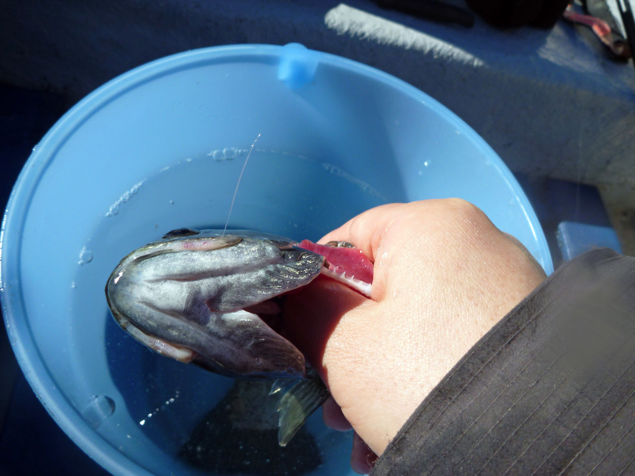 芦ノ湖釣り講座 芦ノ湖で釣ったニジマスの下処理方法 芦ノ湖ヘッポコ釣り日記 3 Since 07