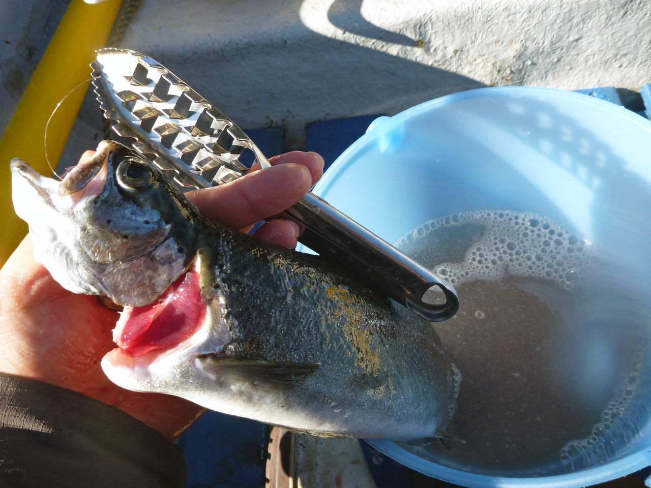 芦ノ湖釣り講座 芦ノ湖で釣ったニジマスの下処理方法 芦ノ湖ヘッポコ釣り日記 3 Since 07