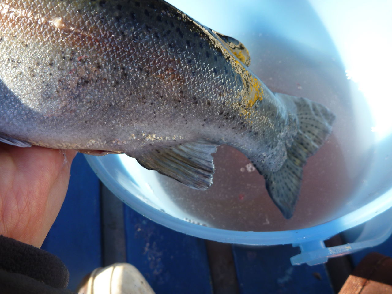 芦ノ湖釣り講座 芦ノ湖で釣ったニジマスの下処理方法 芦ノ湖ヘッポコ釣り日記 3 Since 07