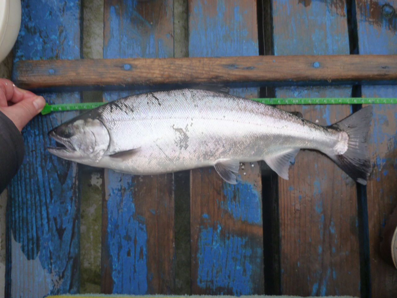 芦ノ湖釣行16年度第33回 12月14日 の詳細no 3 ワカサギ トラウト 芦ノ湖ヘッポコ釣り日記 3 Since 07