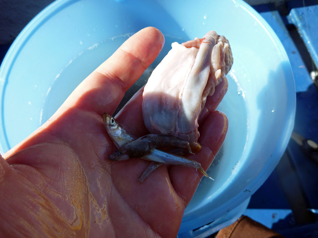 芦ノ湖釣り講座 芦ノ湖で釣ったニジマスの下処理方法 芦ノ湖ヘッポコ釣り日記 3 Since 07