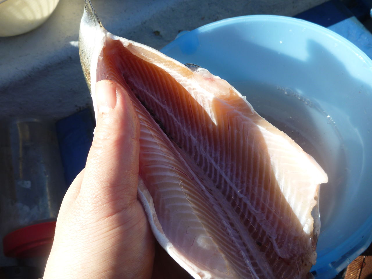 芦ノ湖釣り講座 芦ノ湖で釣ったニジマスの下処理方法 芦ノ湖ヘッポコ釣り日記 3 Since 07