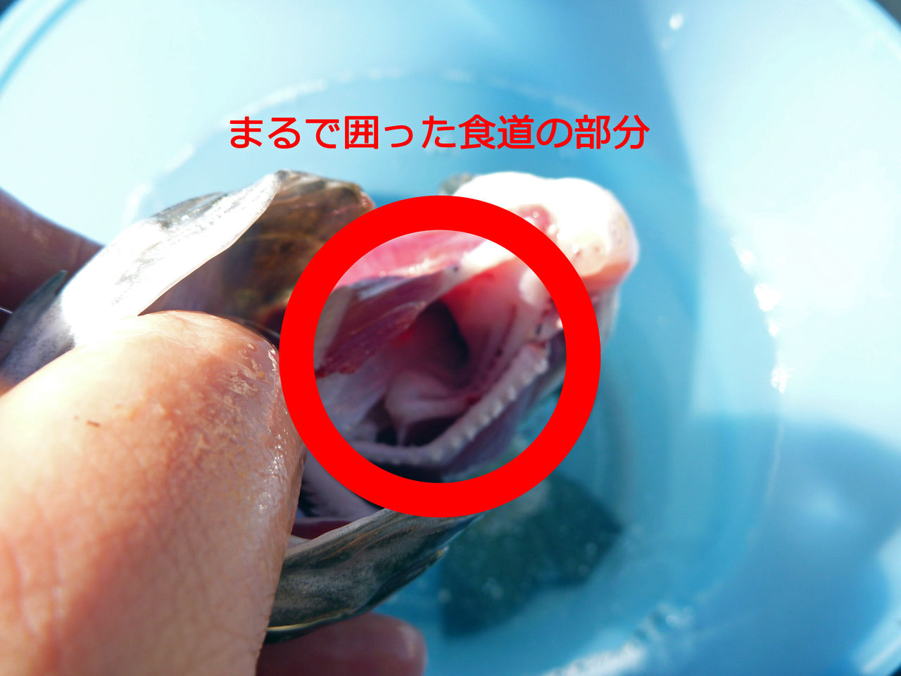 芦ノ湖釣り講座 芦ノ湖で釣ったニジマスの下処理方法 芦ノ湖ヘッポコ釣り日記 3 Since 07