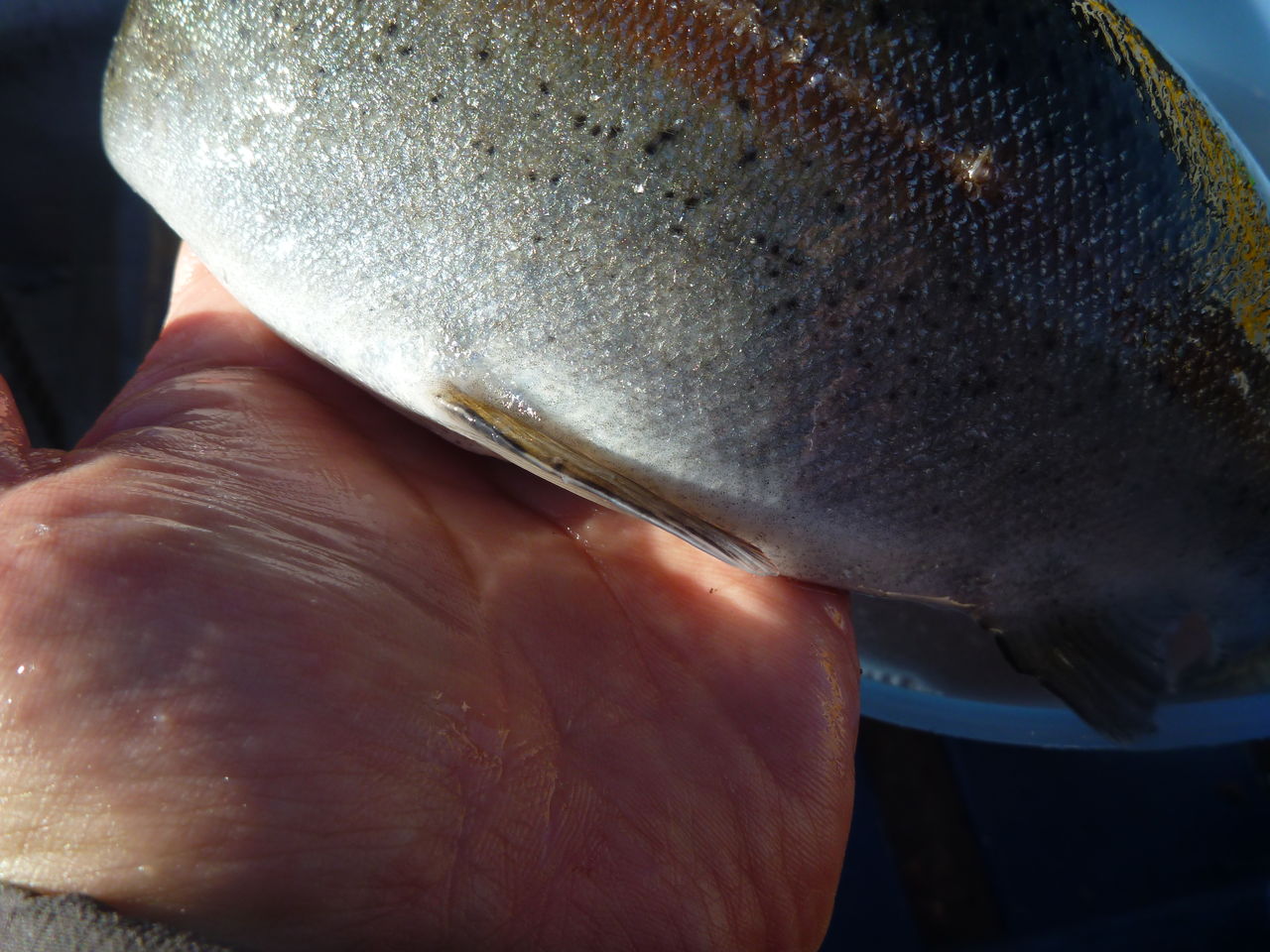 芦ノ湖釣り講座 芦ノ湖で釣ったニジマスの下処理方法 芦ノ湖ヘッポコ釣り日記 3 Since 07