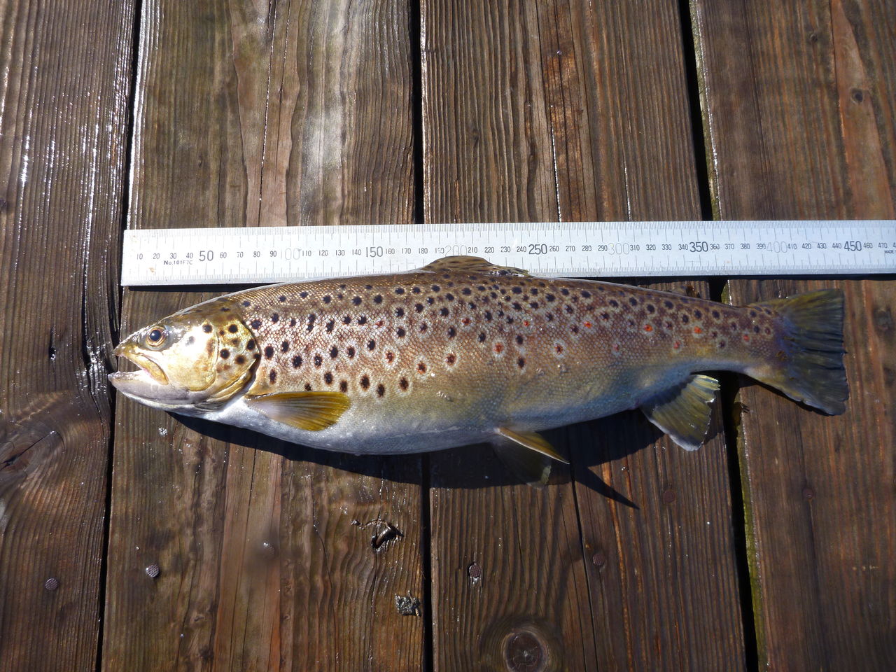 ブラウントラウトの炙り親子丼 芦ノ湖ヘッポコ釣り日記 3 Since 07 ブラウントラウトの炙り親子丼 芦ノ湖ヘッポコ釣り日記 3 Since 07
