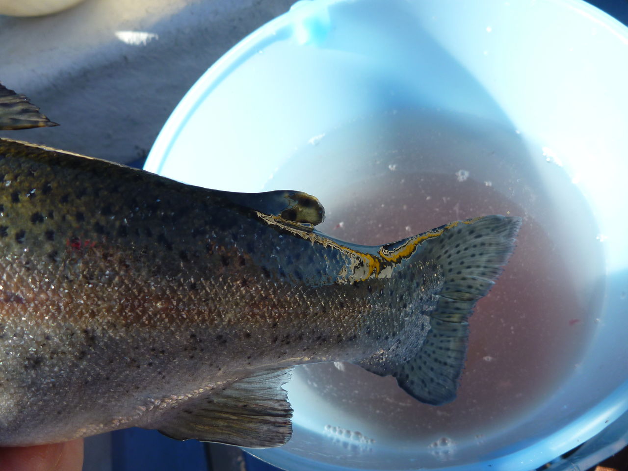 芦ノ湖釣り講座 芦ノ湖で釣ったニジマスの下処理方法 芦ノ湖ヘッポコ釣り日記 3 Since 07