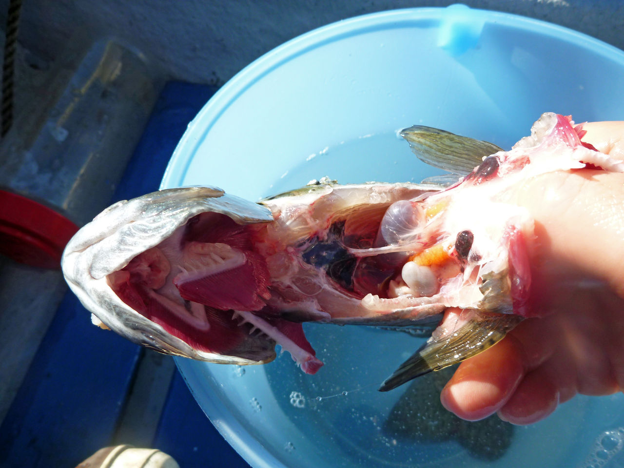 芦ノ湖釣り講座 芦ノ湖で釣ったニジマスの下処理方法 芦ノ湖ヘッポコ釣り日記 3 Since 07