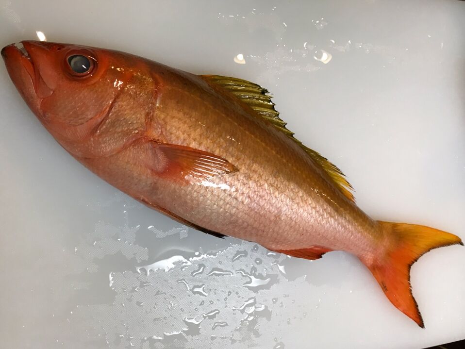 初のお魚 バケアカムツを喰らう 魚喰い