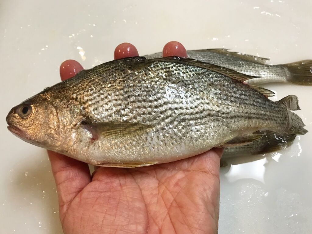 愚痴 魚喰い 愚痴 魚喰い