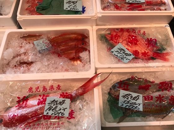 巨大天然クエのカマ 魚喰い 巨大天然クエのカマ 魚喰い