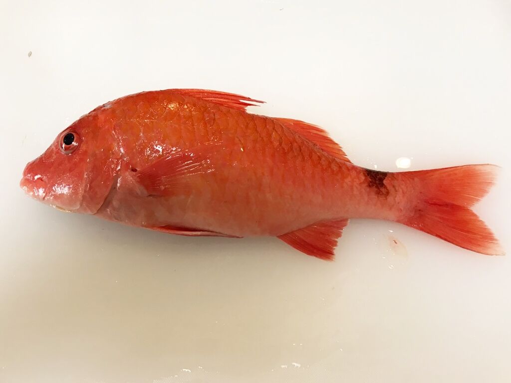 真っ赤なオジサンとベランダ菜園のイチゴ 魚喰い 真っ赤なオジサンとベランダ菜園のイチゴ 魚喰い