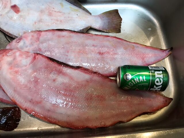 巨大な絶品シタビラメ 魚喰い