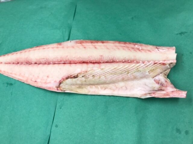 初のお魚 ヨコシマサワラを喰らう 魚喰い 初のお魚 ヨコシマサワラを喰らう 魚喰い