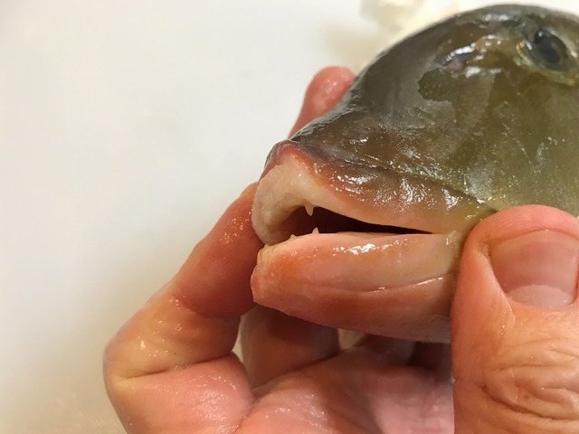 初のお魚 ヨコシマフエフキを食す 魚喰い 初のお魚 ヨコシマフエフキを食す 魚喰い