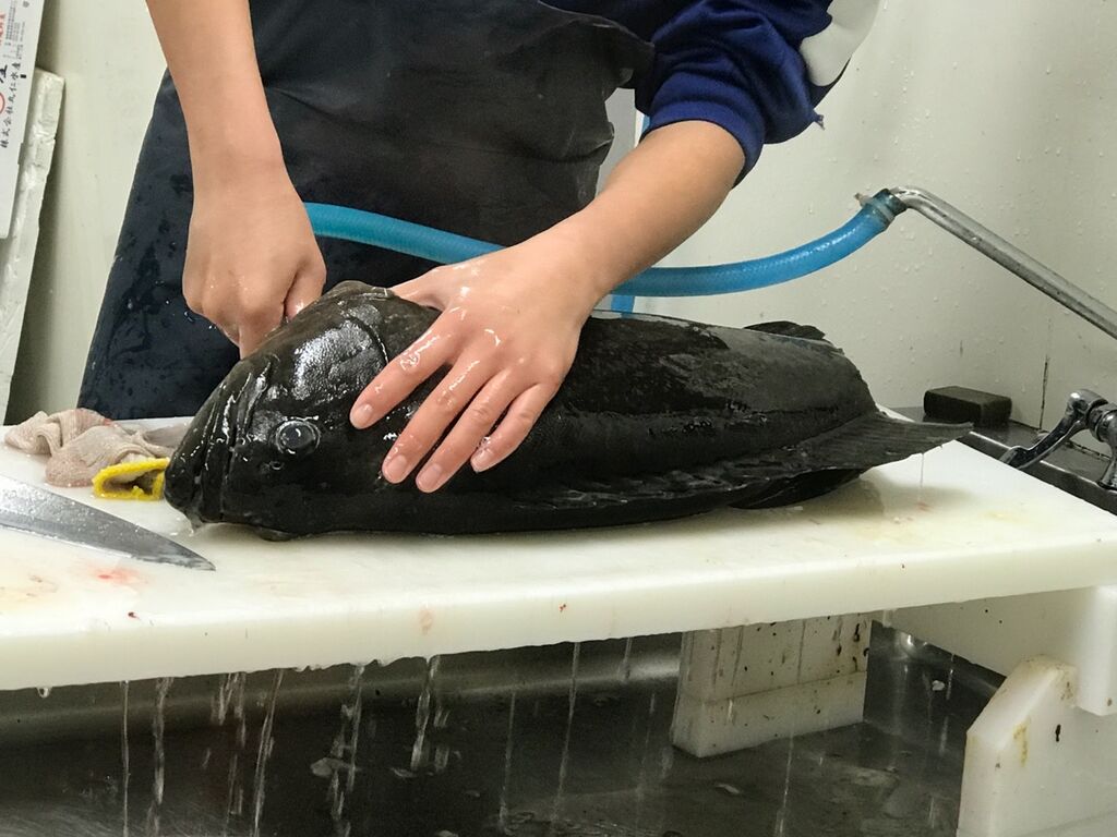 熟成タマカイを喰らう 魚喰い