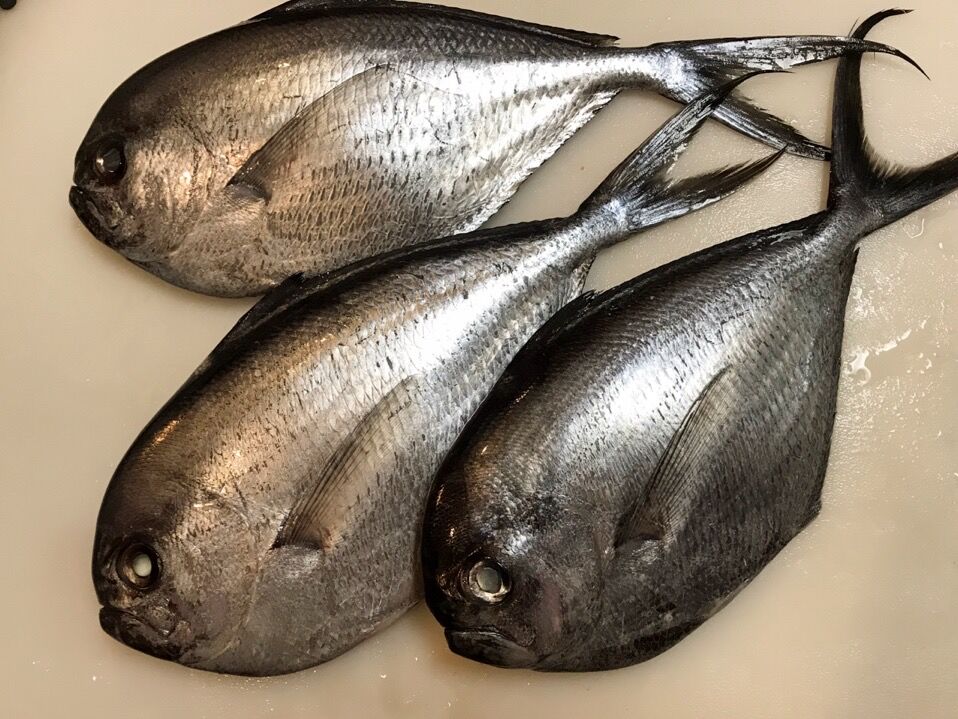 初のお魚 マルバラシマガツオを喰らう 魚喰い 初のお魚 マルバラシマガツオを喰らう 魚喰い