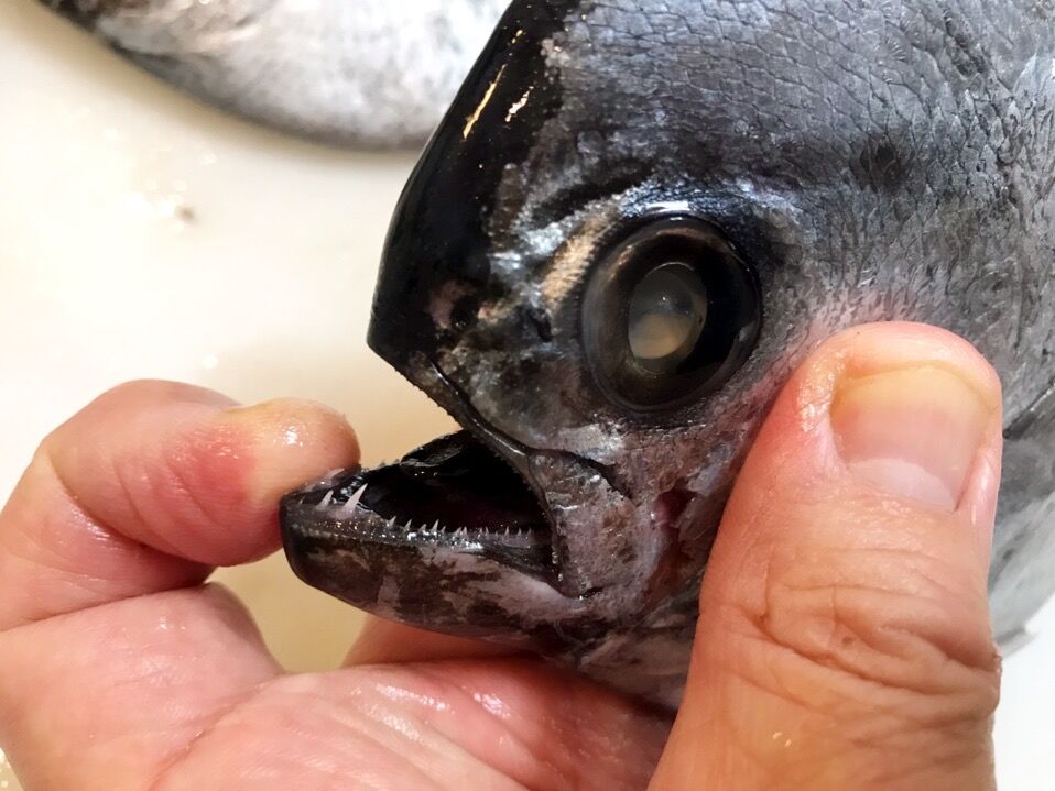 初のお魚 マルバラシマガツオを喰らう 魚喰い