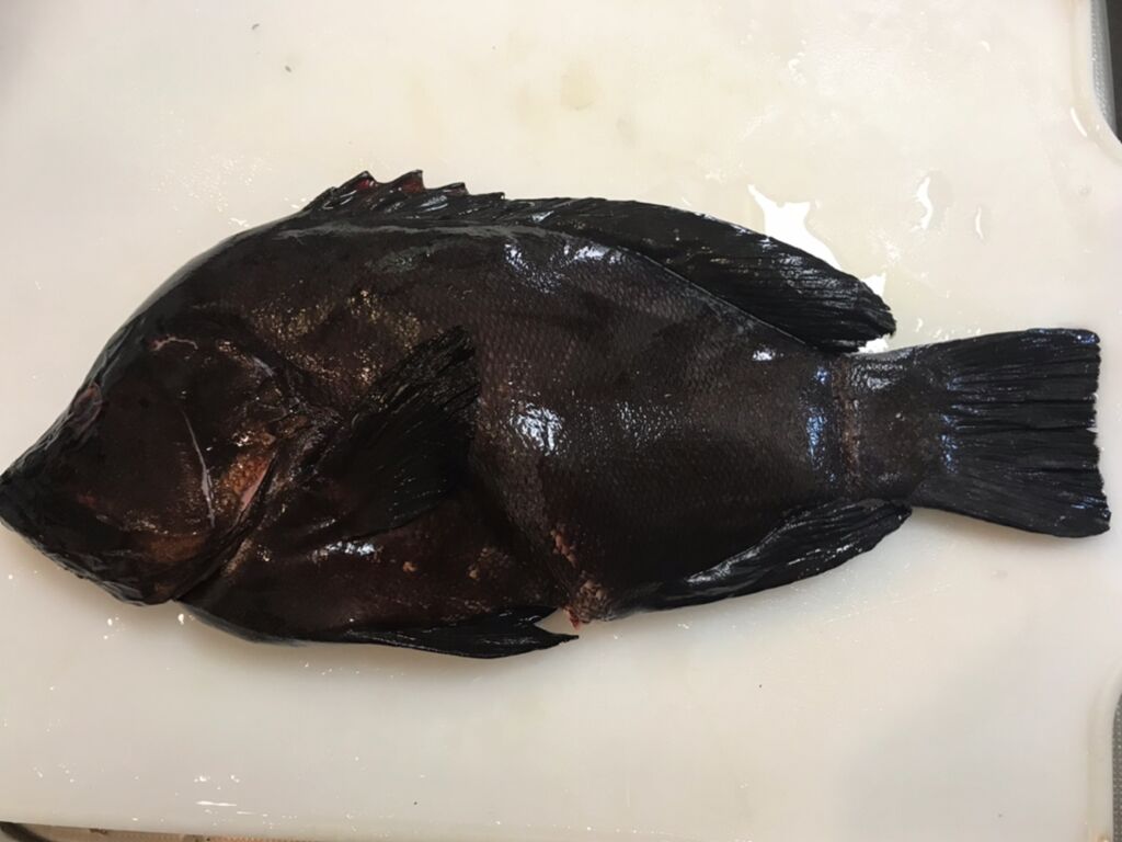 初のお魚 クロハタを喰らう 魚喰い 初のお魚 クロハタを喰らう 魚喰い