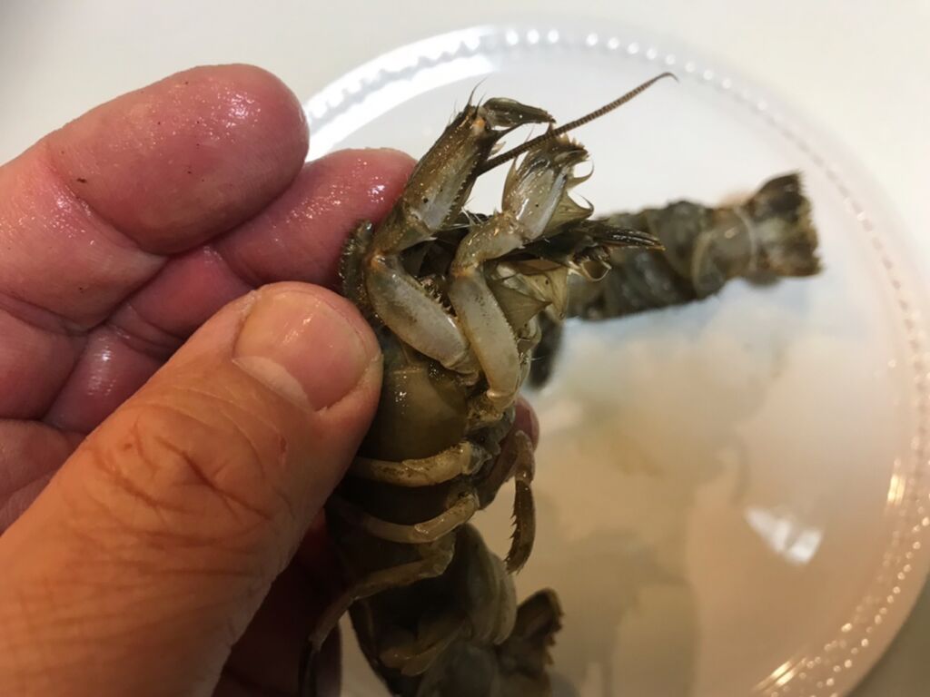 珍 マジャクを喰らう 魚喰い