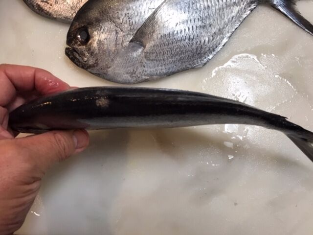 初のお魚 マルバラシマガツオを喰らう 魚喰い