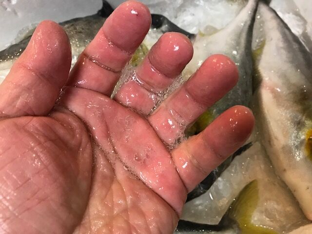 初のお魚ギマを食す 魚喰い